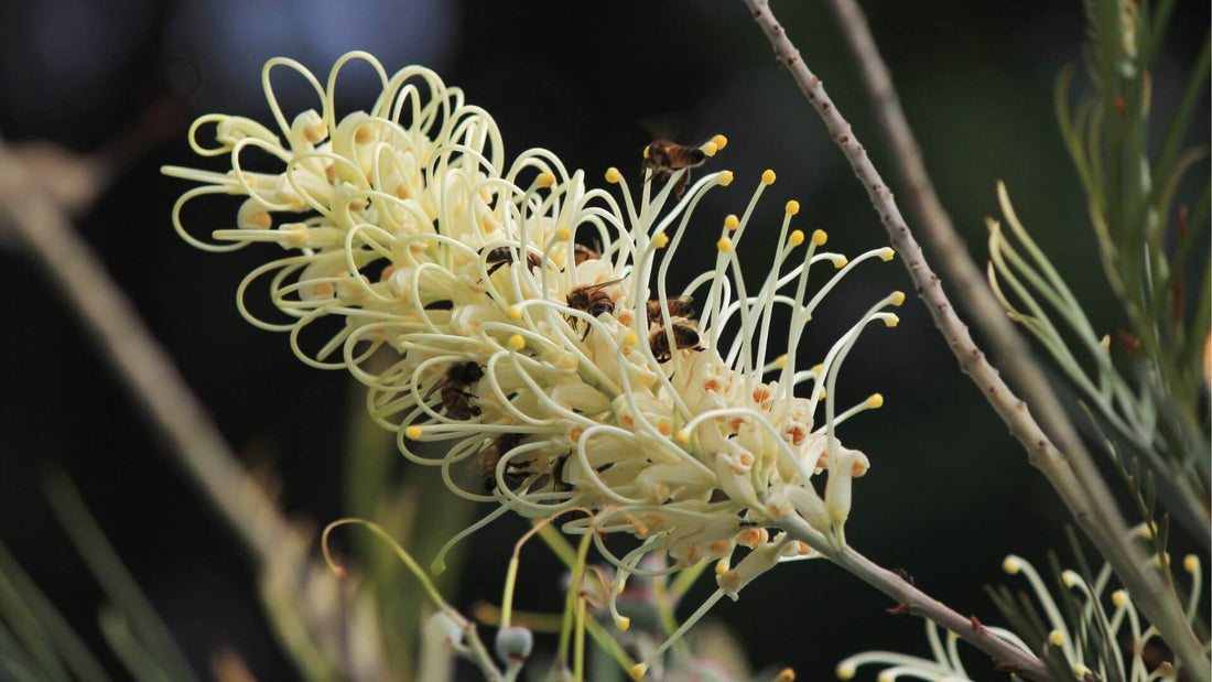 5 native Plants To Help Create a Bee Friendly Garden Blog - a Close up of a bee on a yellow grevillea flower
