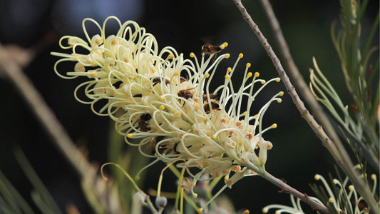 5 native Plants To Help Create a Bee Friendly Garden Blog - a Close up of a bee on a yellow grevillea flower
