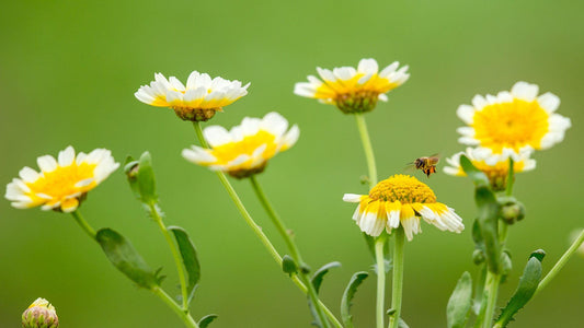 Collombatti Naturals 7 compelling reasons to buy Australian beeswax picture of flowering pink gumnut with a bee